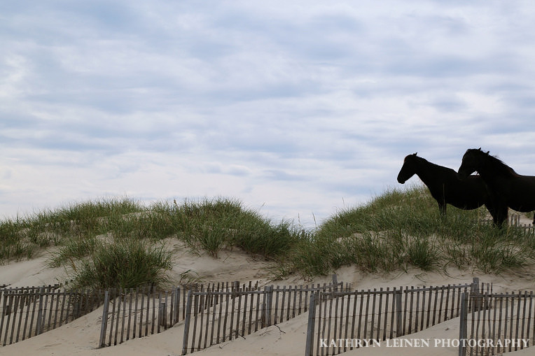 Carova Beach - Wild Horses